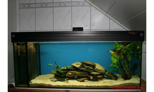 Malawi Aufzuchtbecken 160l